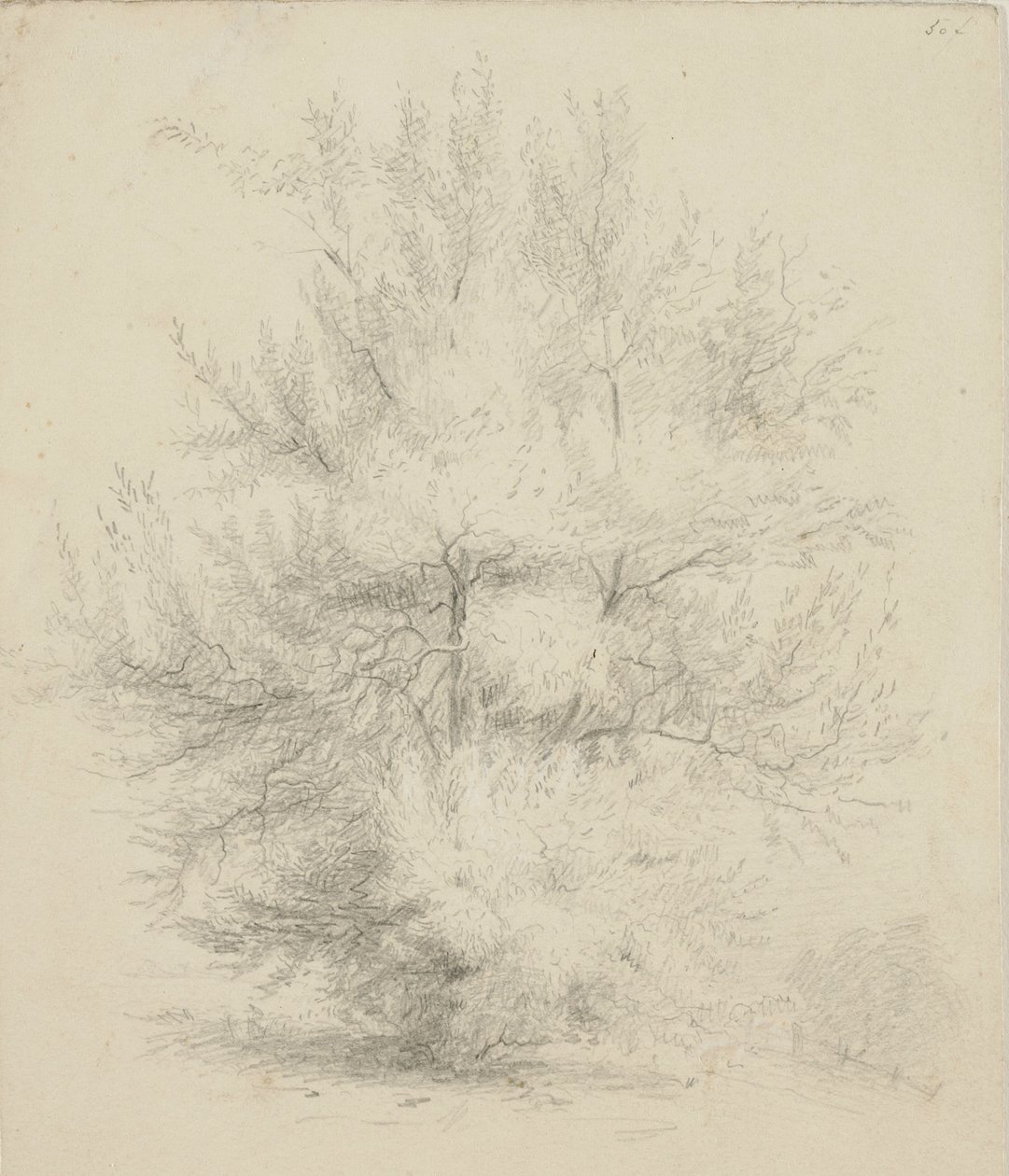 Tegning af et træ af Samuel Finley Breese Morse