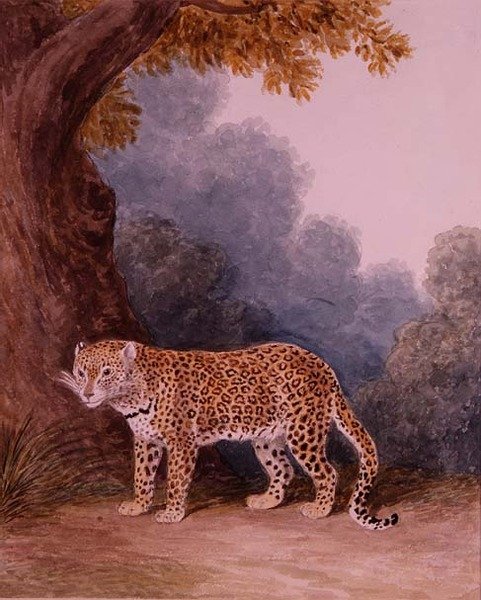 Leopard (wc på papir) (se også 113159) af Samuel Howitt