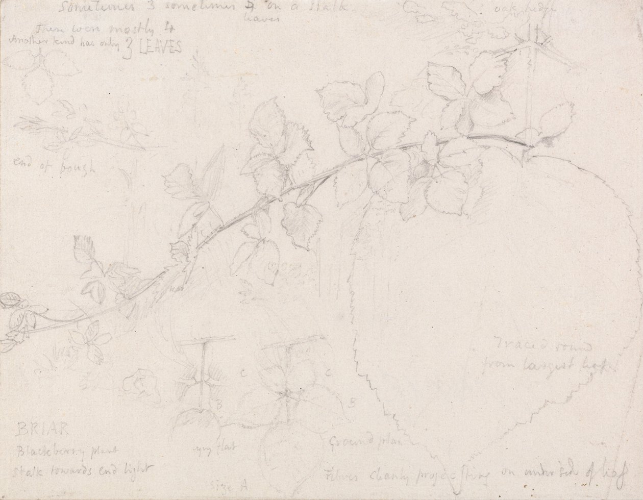 Brambles af Samuel Palmer