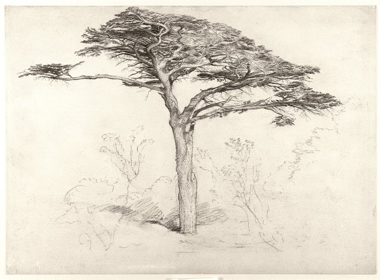 Gammelt cedertræ i Botanisk Have, Chelsea, 1854 af Samuel Palmer