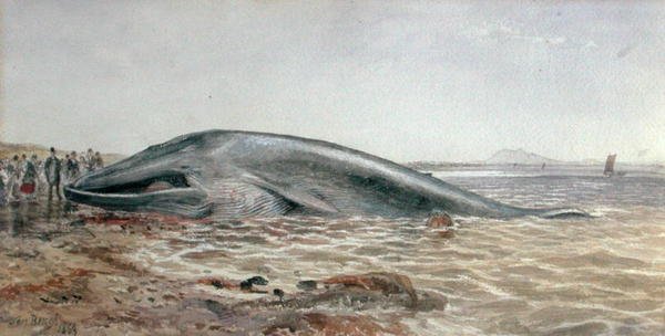 Aberlady Whale, Longriddy Bay af Samuel Bough