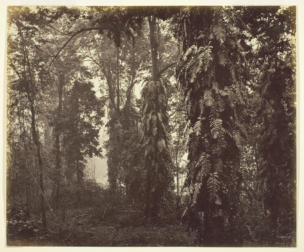 Darjeeling, Indien, ca. 1865. af Samuel Bourne
