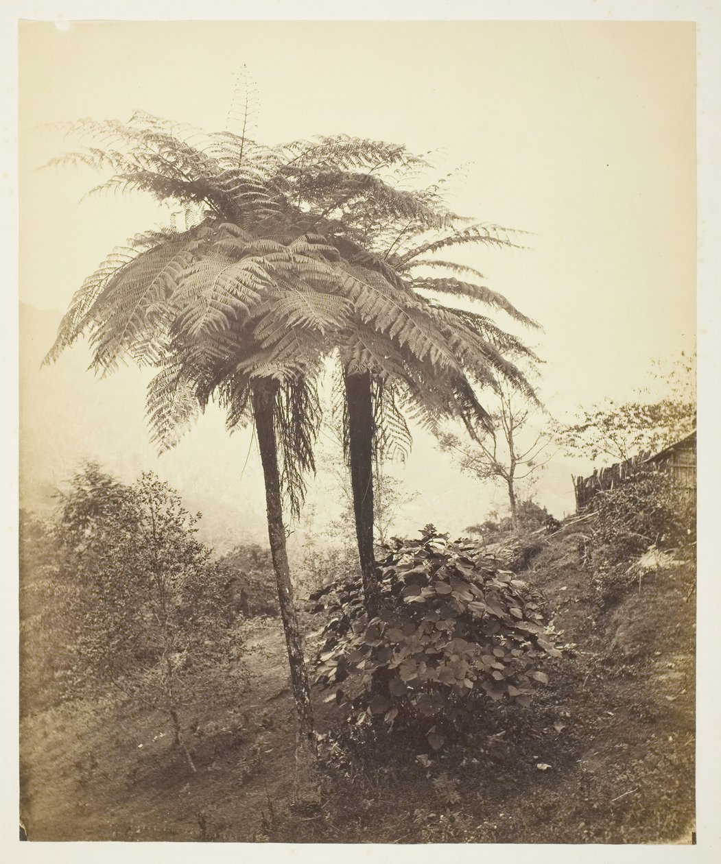 The Tree Fern, prisfoto, 1863. af Samuel Bourne