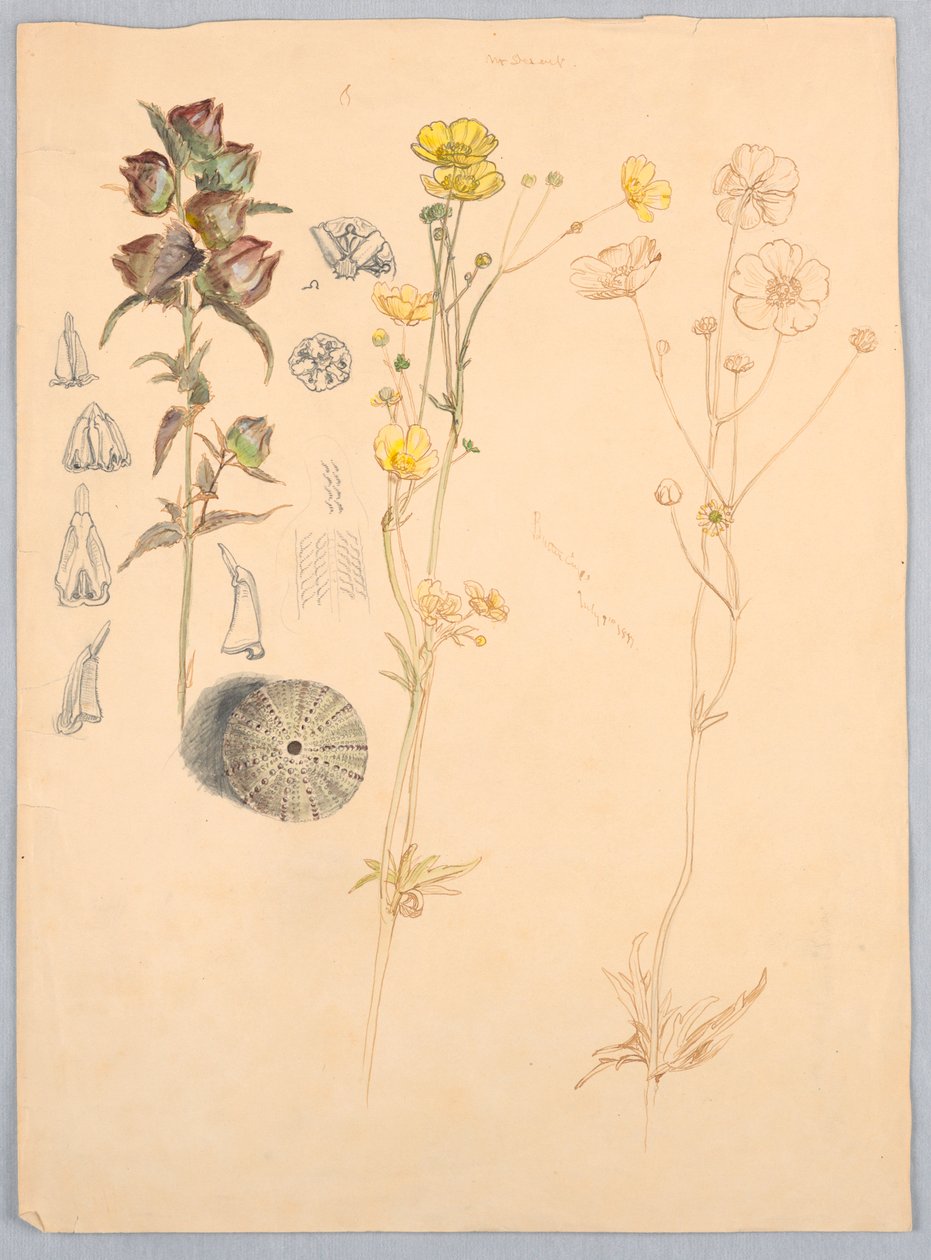 Smørblomster, Mt. Desert af Samuel Colman