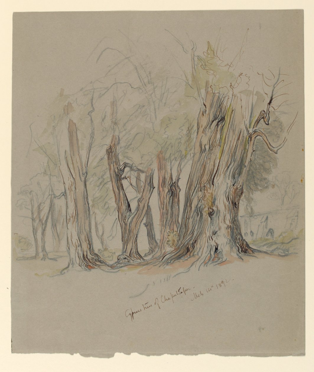 Cyprestræer i Chapultepec, Mexico af Samuel Colman