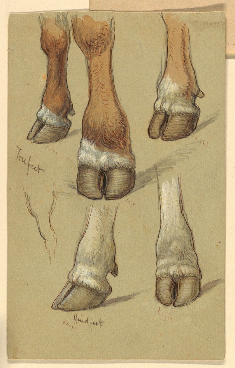Tegning, Studier efter kvæg, 1871 af Samuel Colman