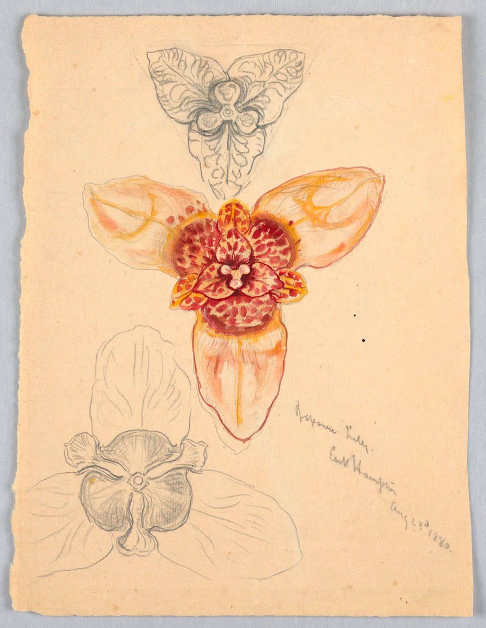 Japanese Lily, East Hampton af Samuel Colman