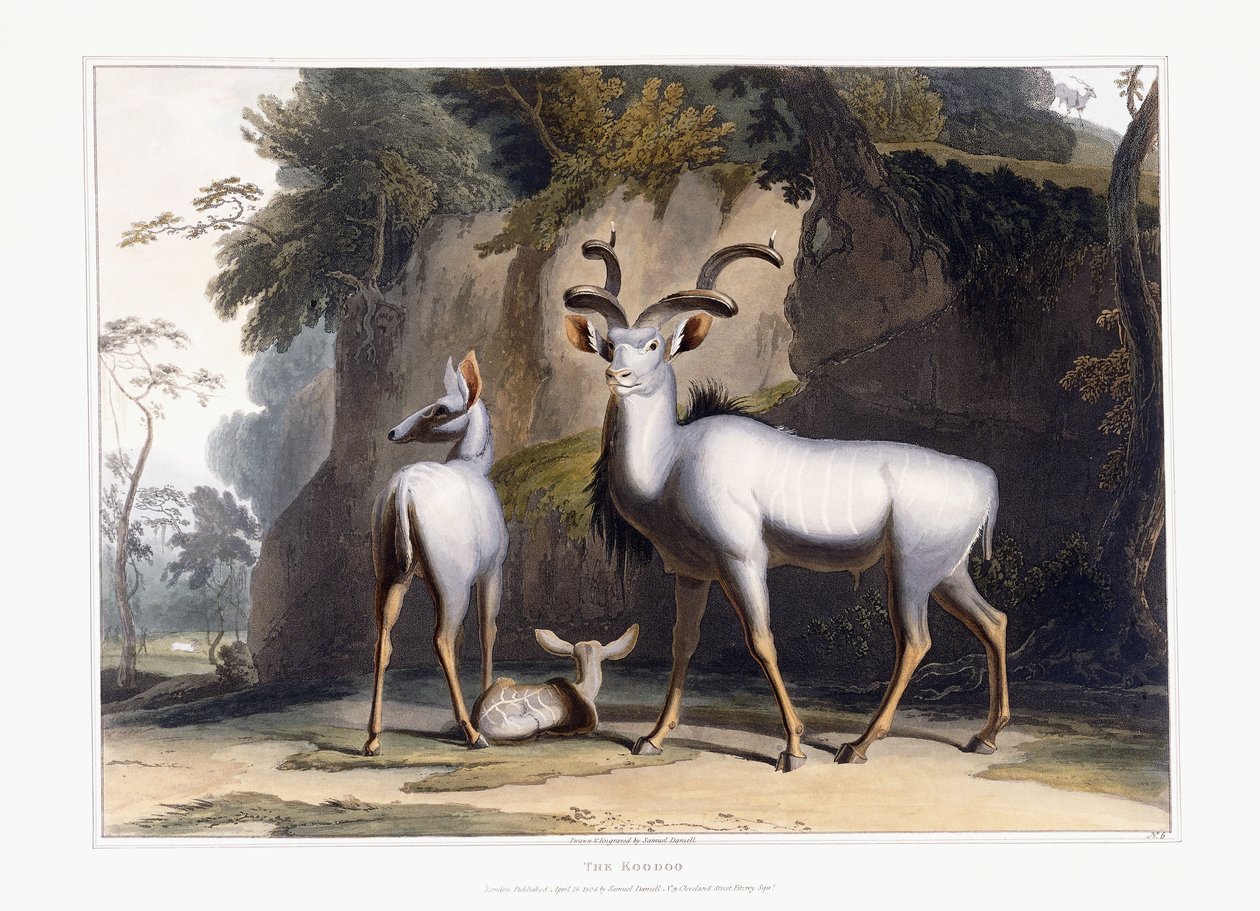The Koodoo, 1804dani af Samuel Daniell