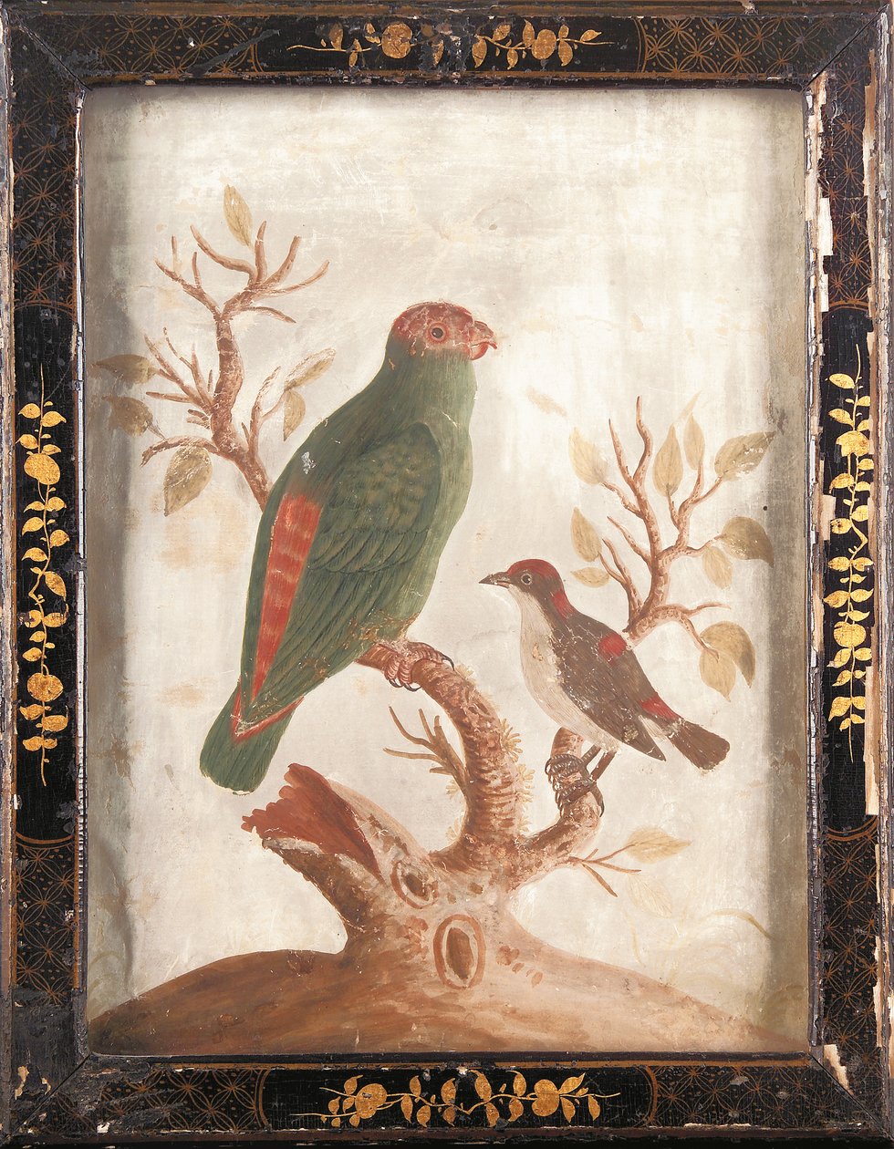 Grøn og rød indianerparakit, ca. 1750 af Samuel Dixon