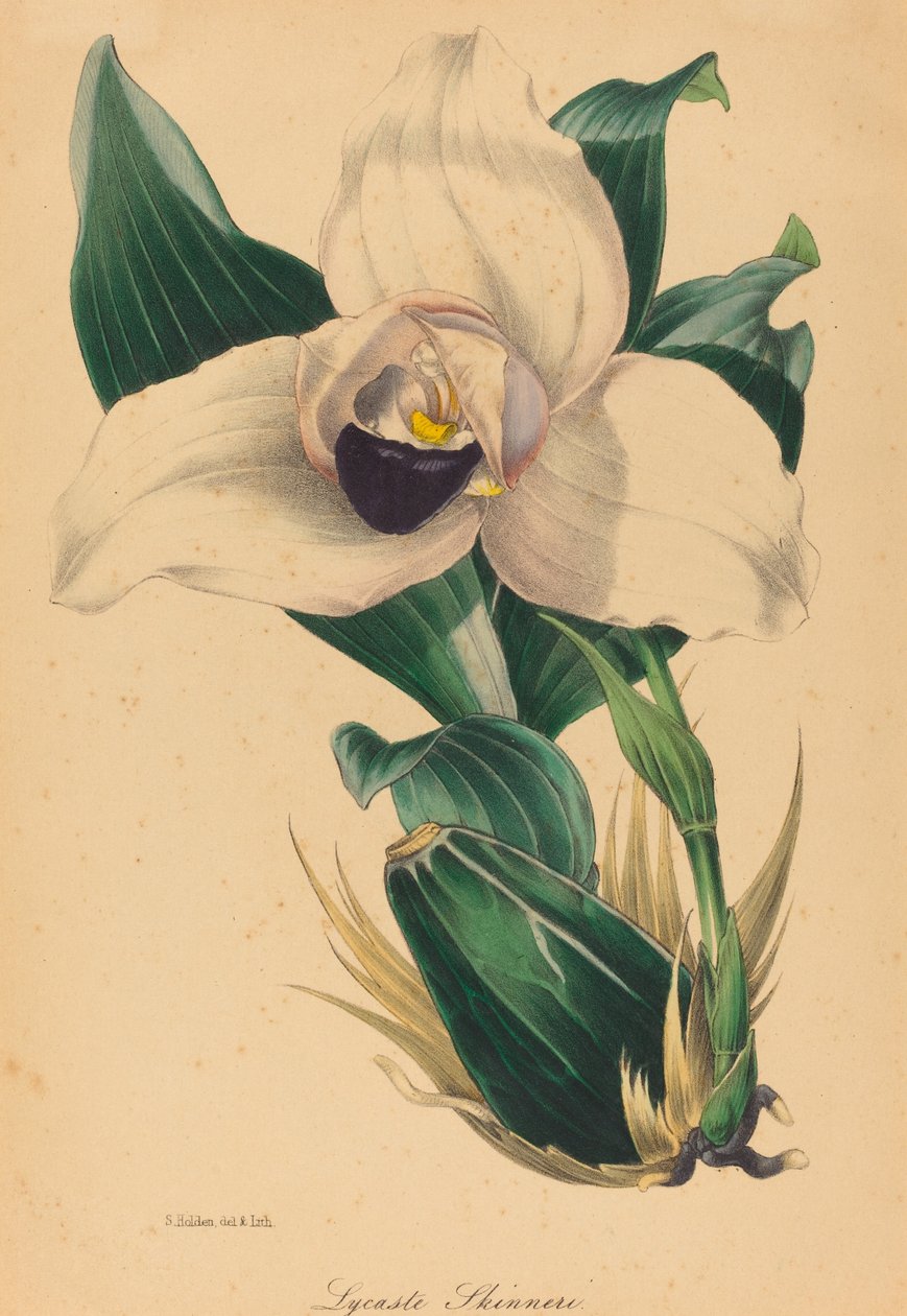 Lycaste Skinneri af Samuel Holden