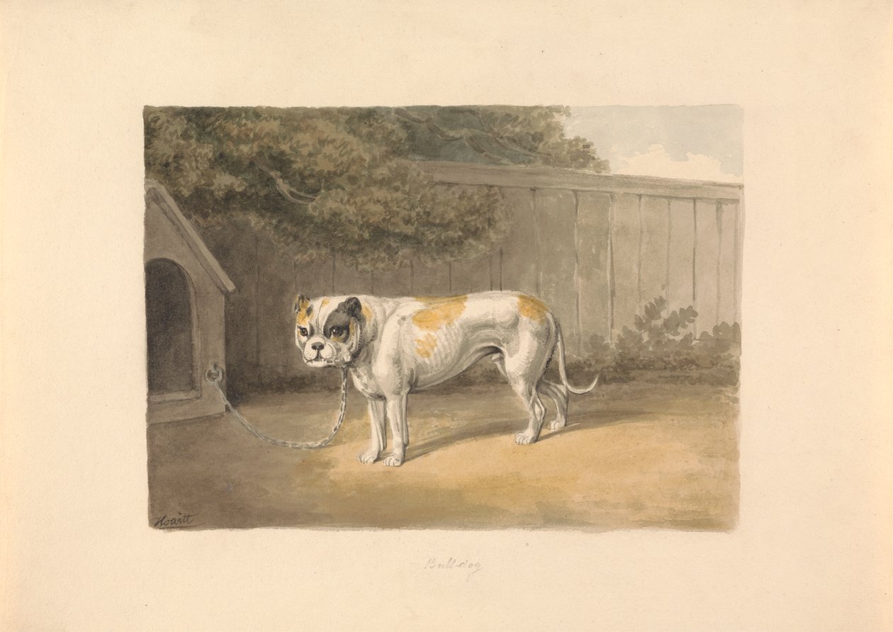 En Bulldog af Samuel Howitt