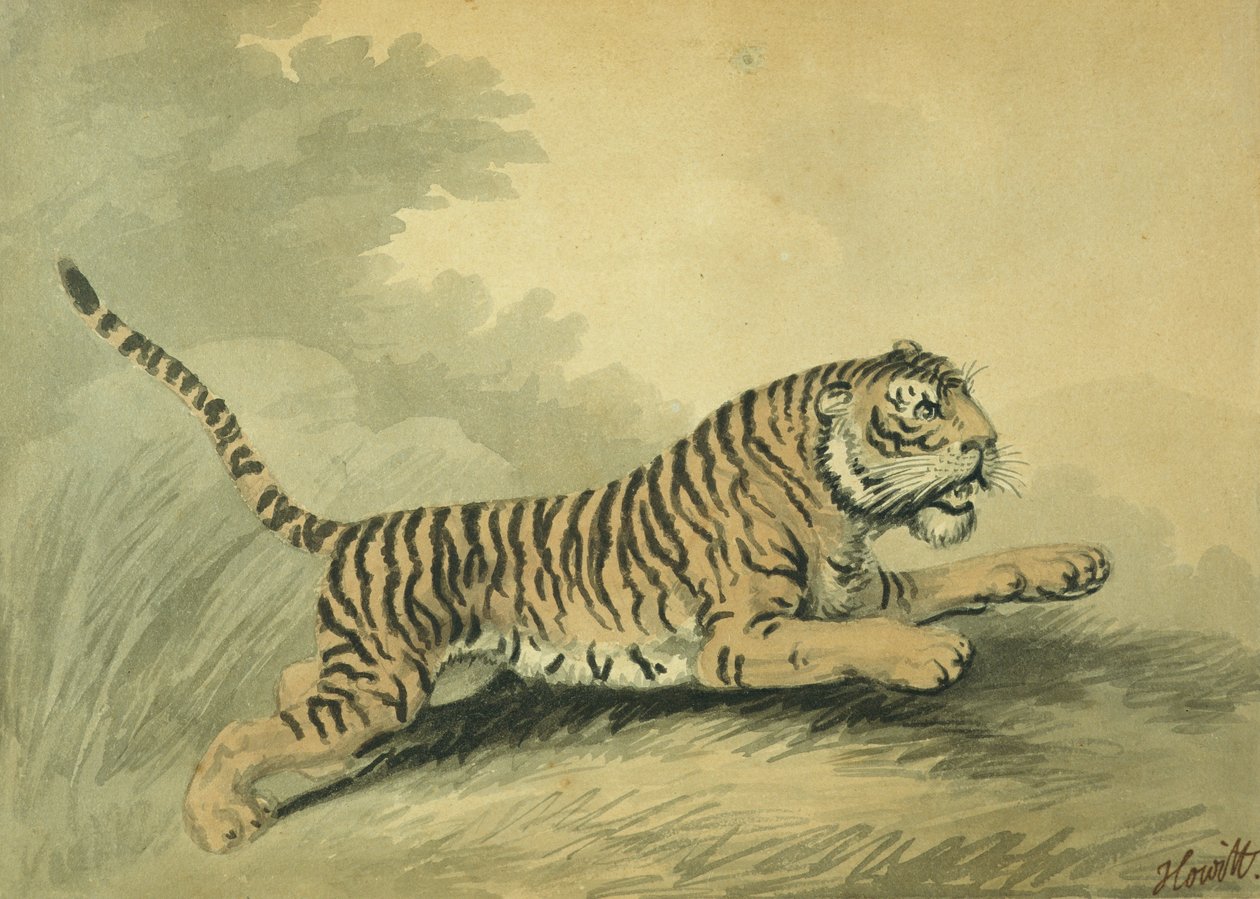 En tiger, der springer til højre, 1807 af Samuel Howitt