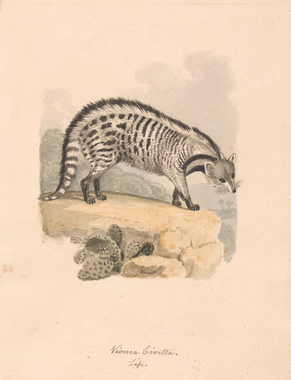 Afrikansk Civet af Samuel Howitt