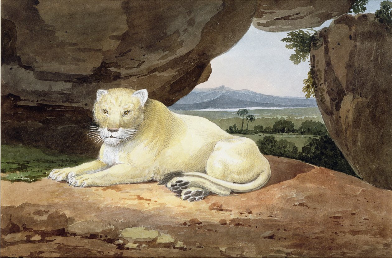 Løvinde (se også 85758) af Samuel Howitt