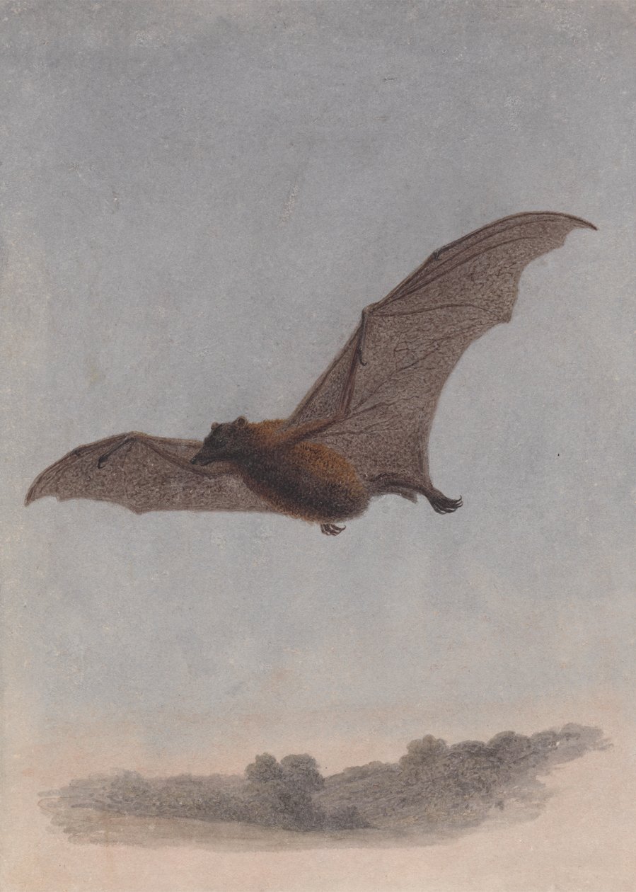 Studie af en vampyrflagermus af Samuel Howitt