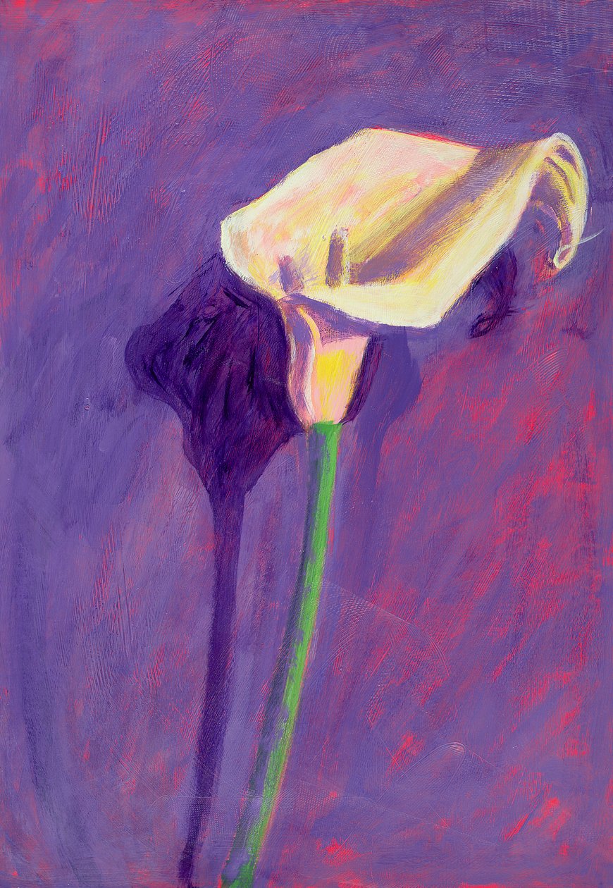 Arum Lily (olie på karton) af Sara Hayward
