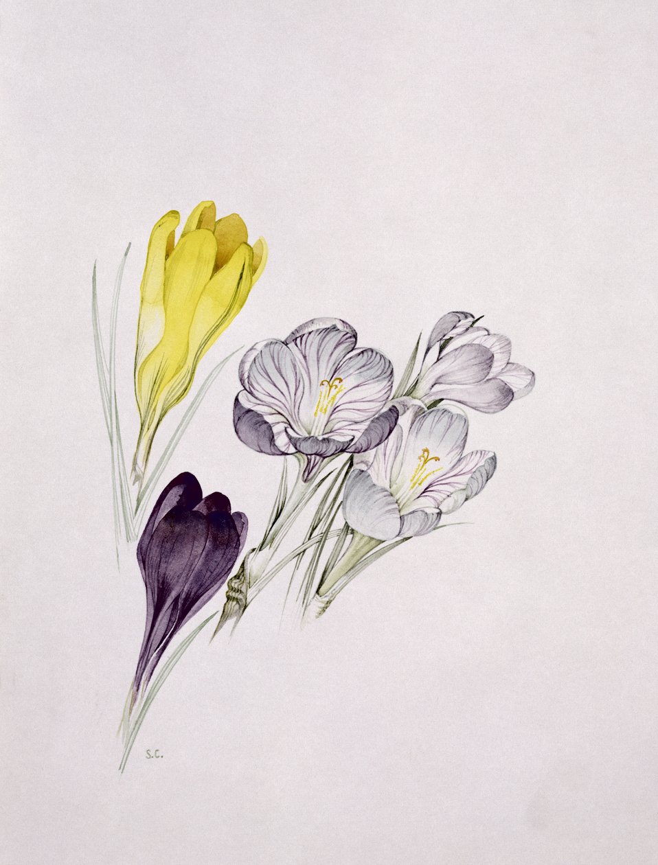 Krokus af Sarah Creswell