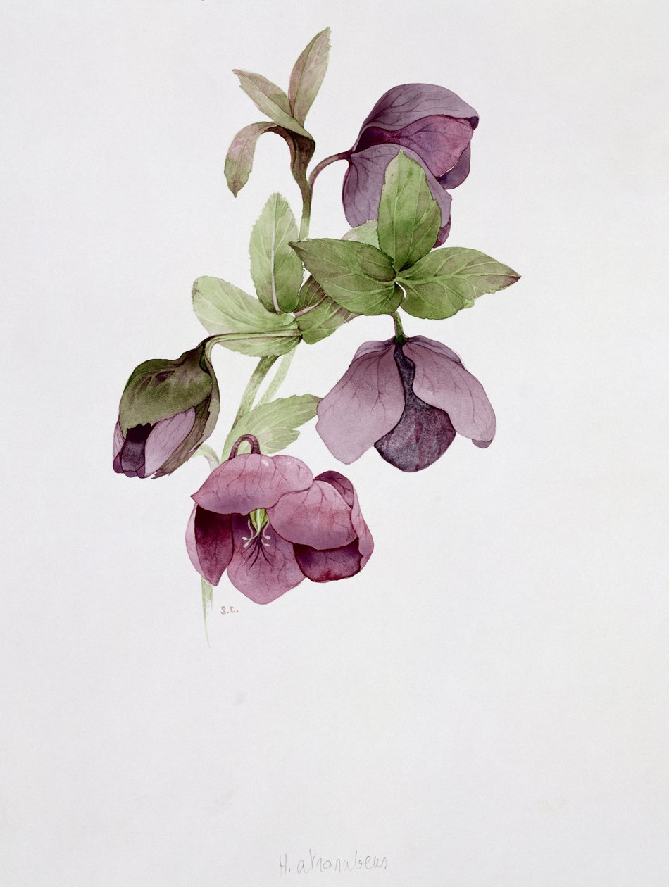 Helleborus atrorubens af Sarah Creswell