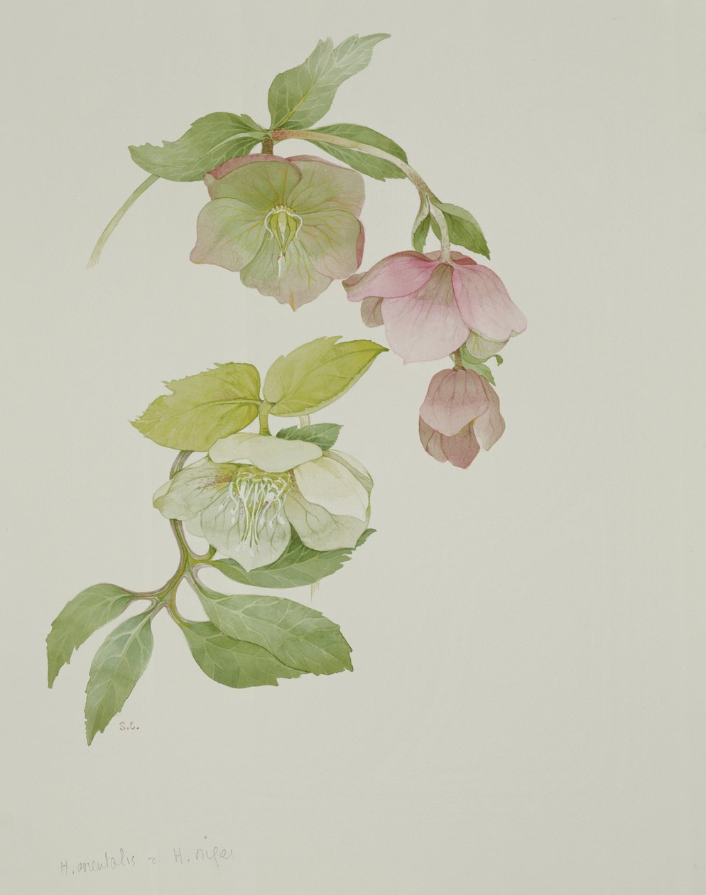 Helleborus orientalis og Helleborus niger af Sarah Creswell