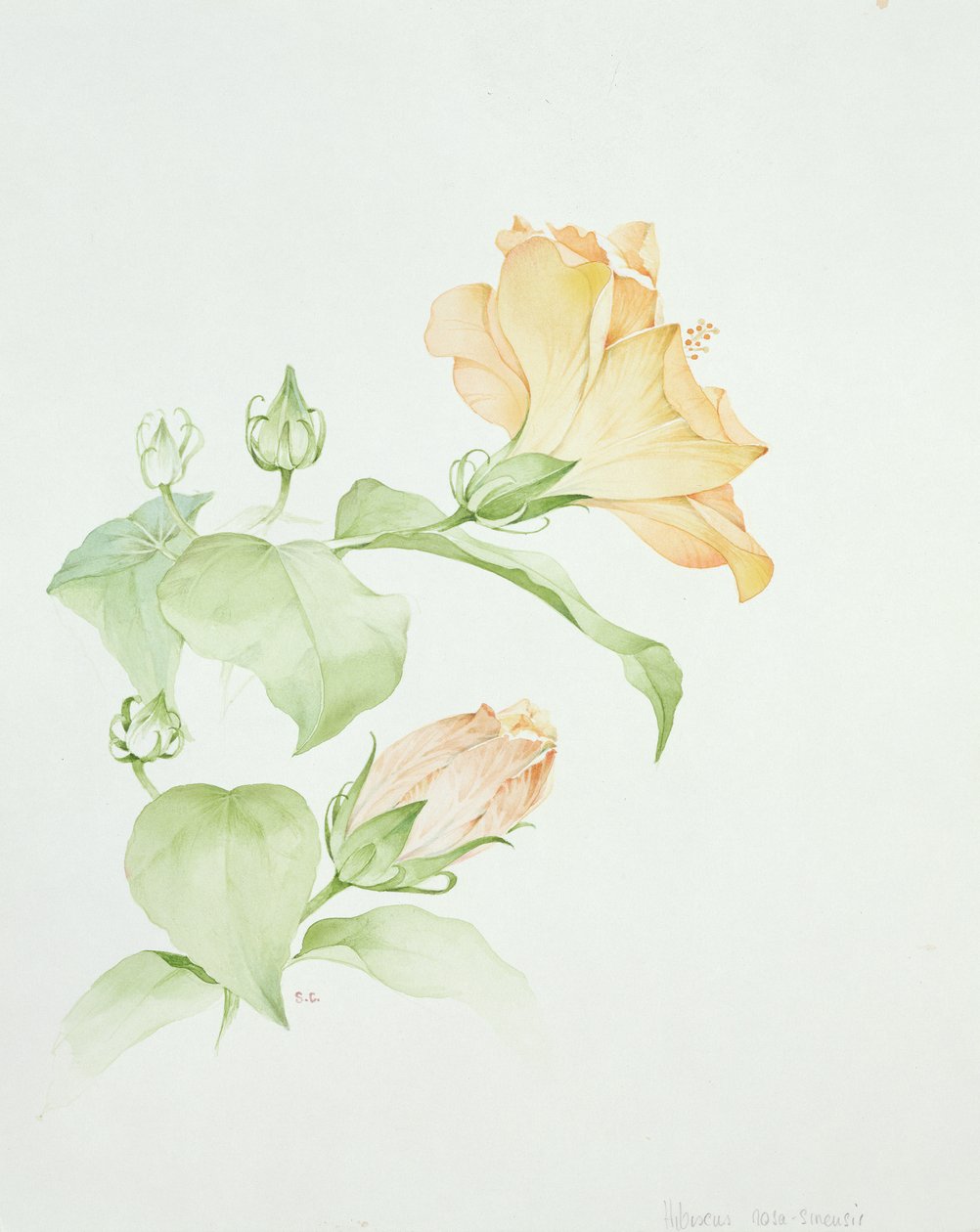 Hibiscus rosa-sinensis af Sarah Creswell