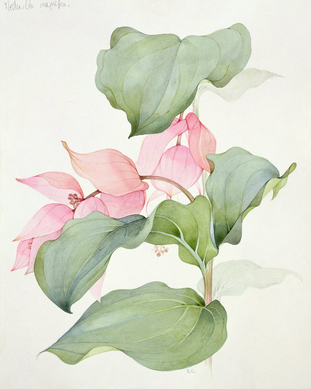 Storslået Medinilla af Sarah Creswell