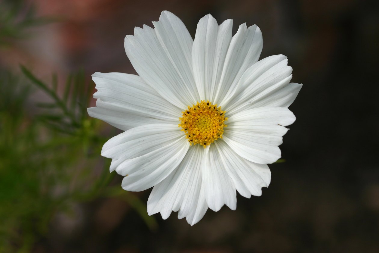 Garsington Cosmos, 2009 (billeder) af Sarah OToole