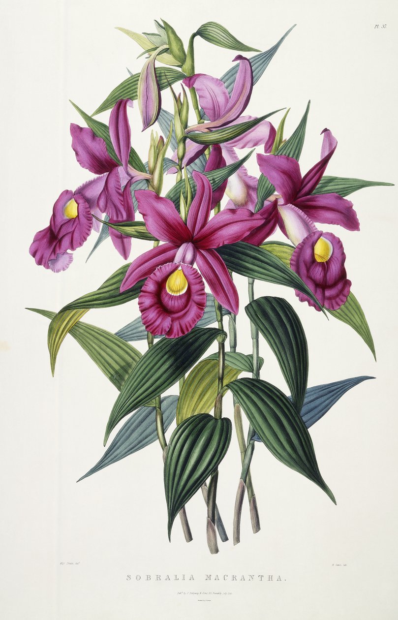 Sobralia Macrantha, ca. 1837-43 af Miss Drake