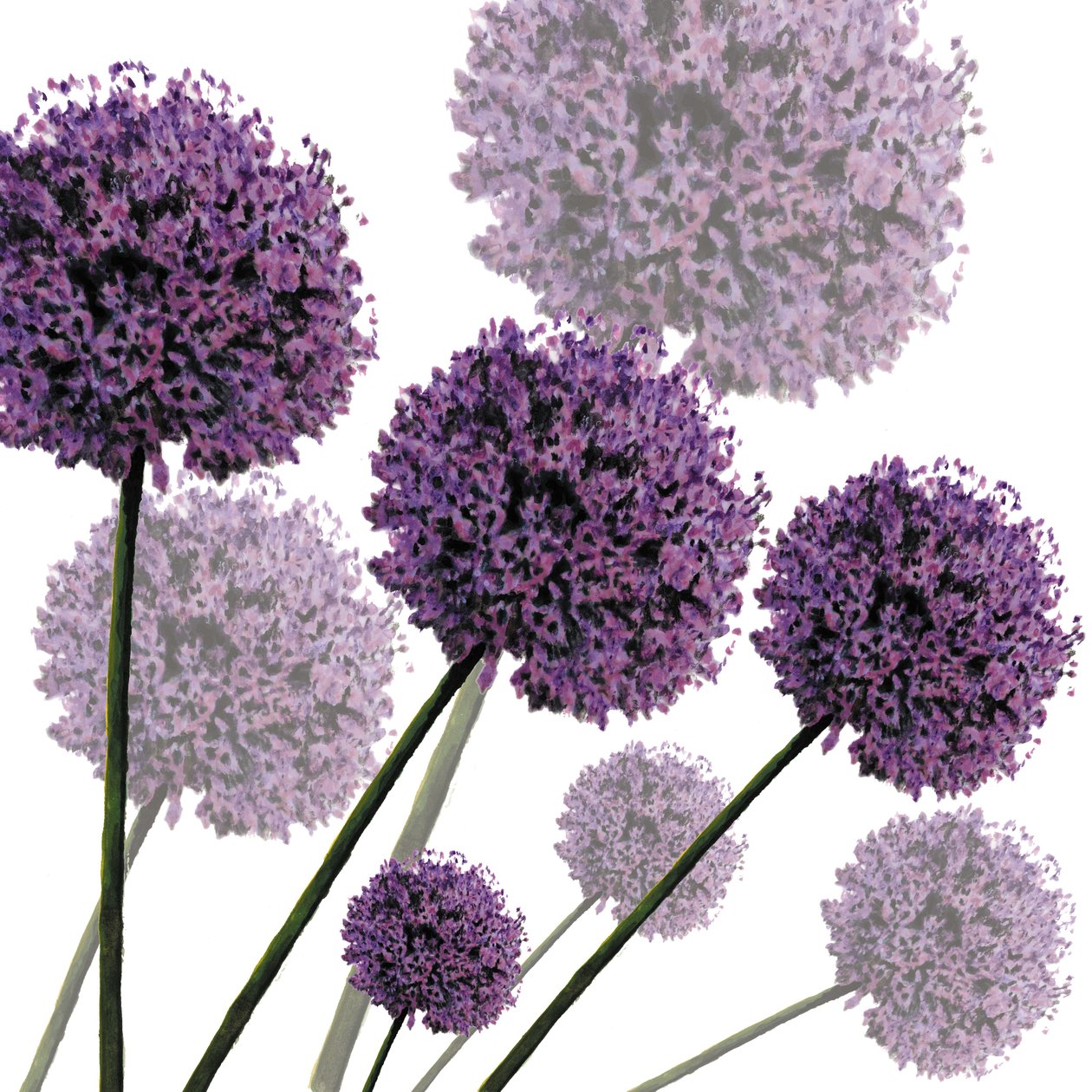 Allium Fernandez, 2004 (digital) af Sarah Hough