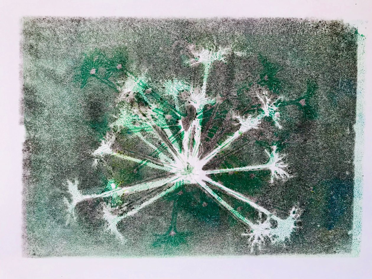 Seedhead I,2020,(monoprint) af Sarah Thompson Engels