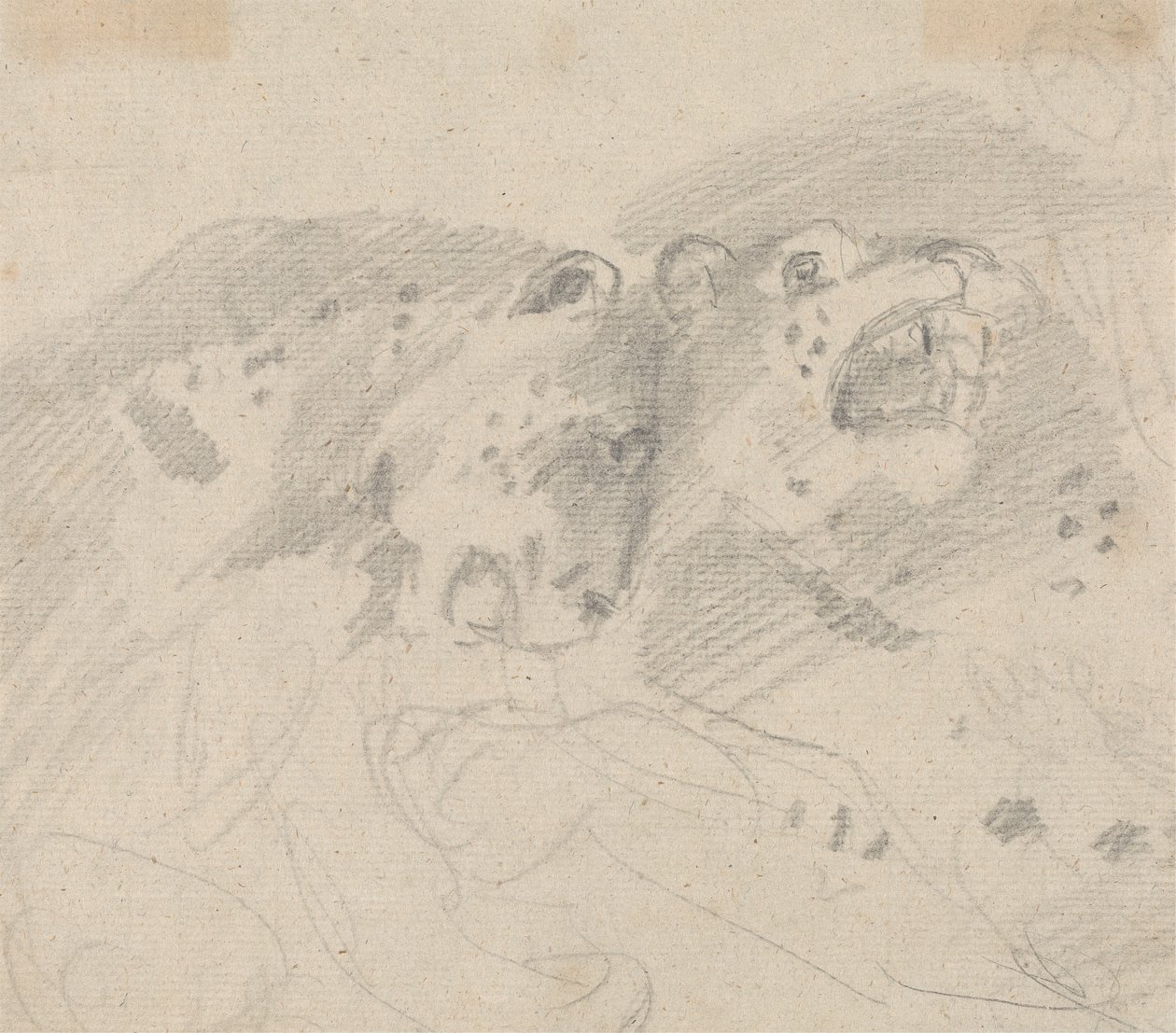 To Leoparder af Sawrey Gilpin