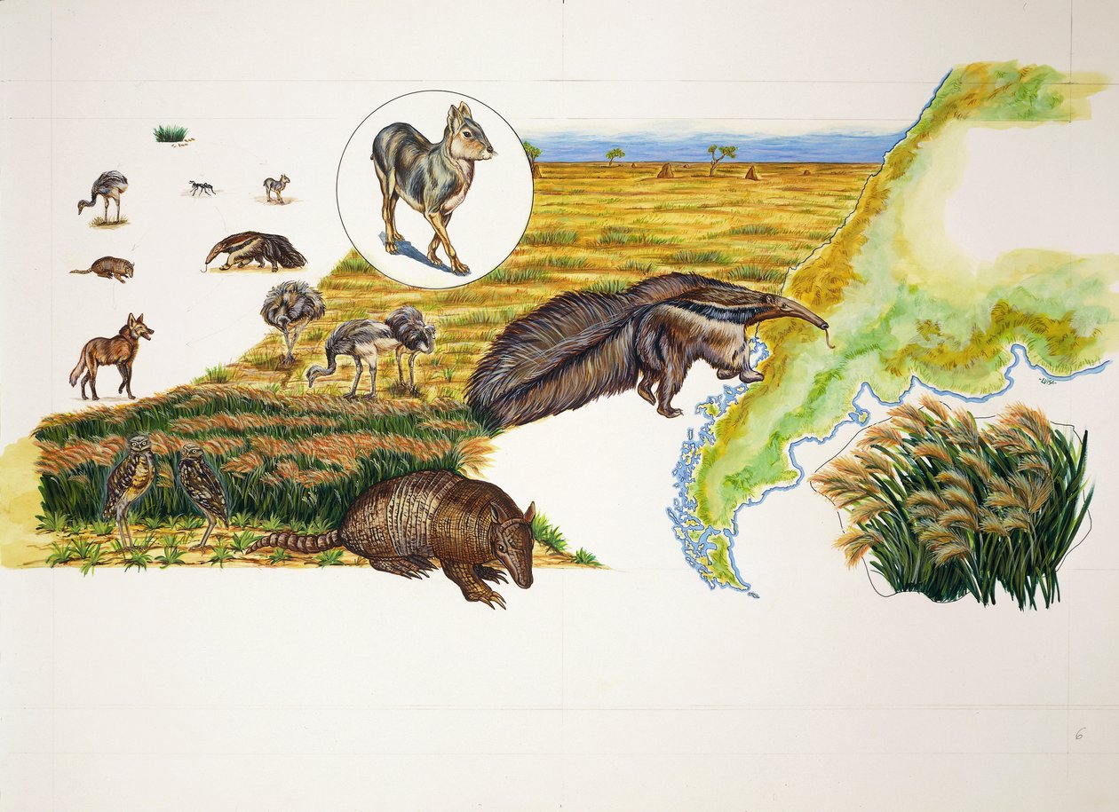 Argentina, Pampas (farve litho) af School Italian