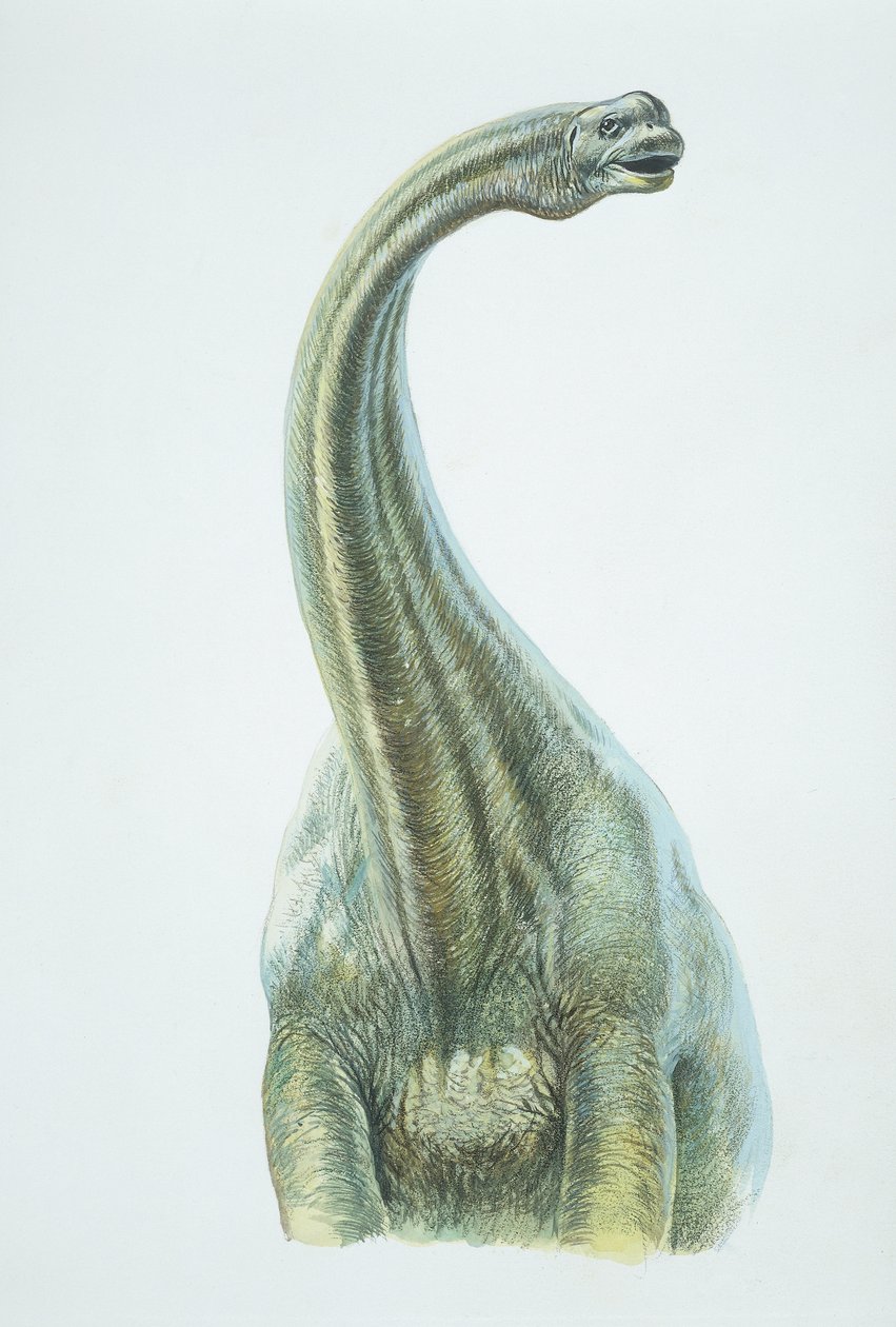 Brontosaurus, Jurassic periode (farve litho) af School Italian