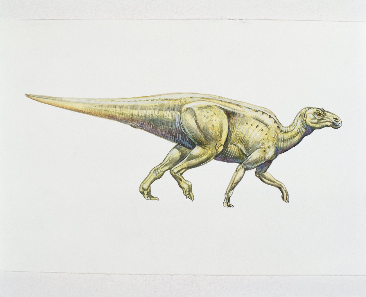 Hadrosaurid eller andnæbbet dinosaur (farve litho) af School Italian