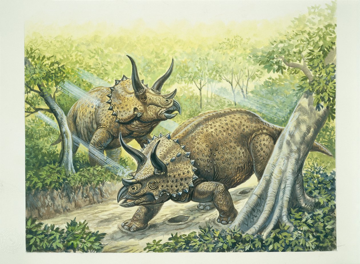 Triceratops horridus, kridttid (farve litho) af School Italian
