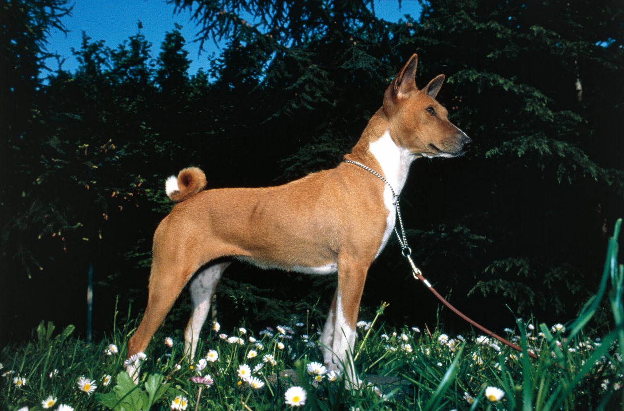 Basenji hund (billede) af R. and Smith Simkin