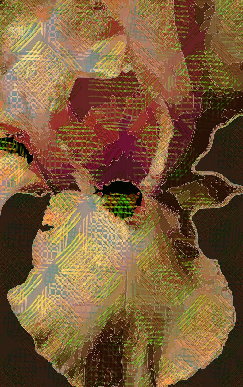 Skæggede Iris af Scott J. Davis