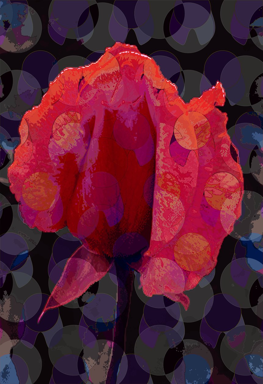 Tea Rose 3b (digital) af Scott J. Davis