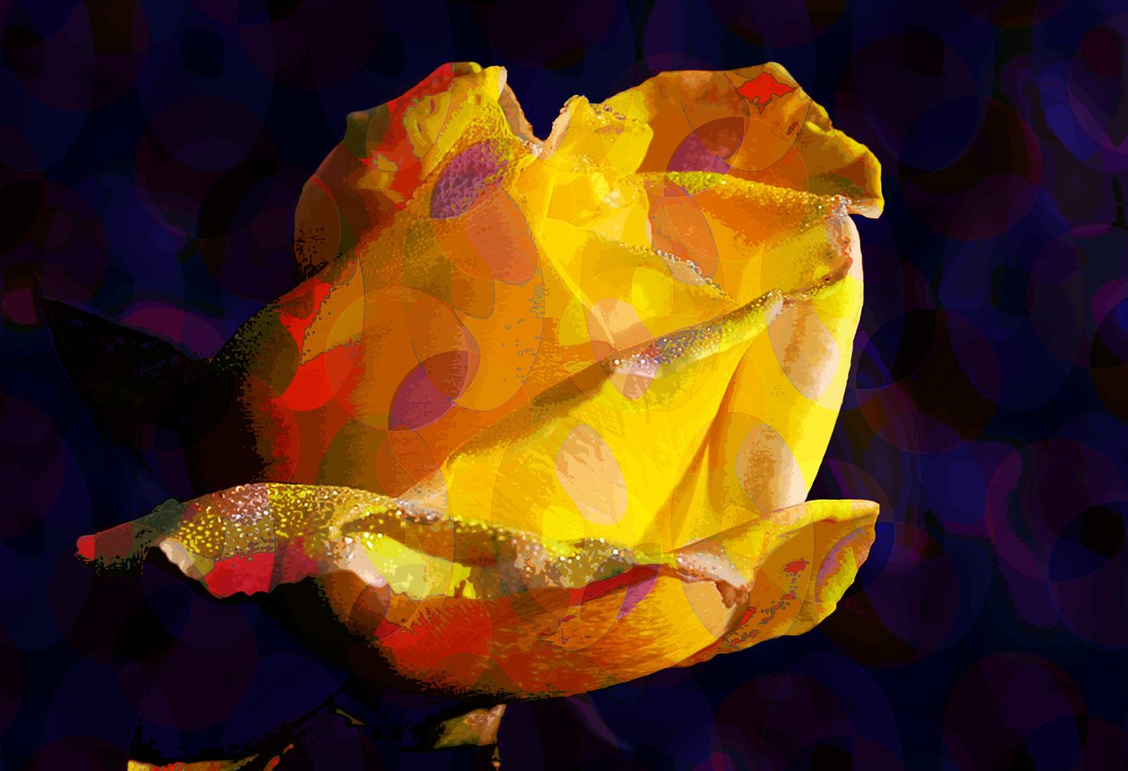 Gul rose (digital) af Scott J. Davis