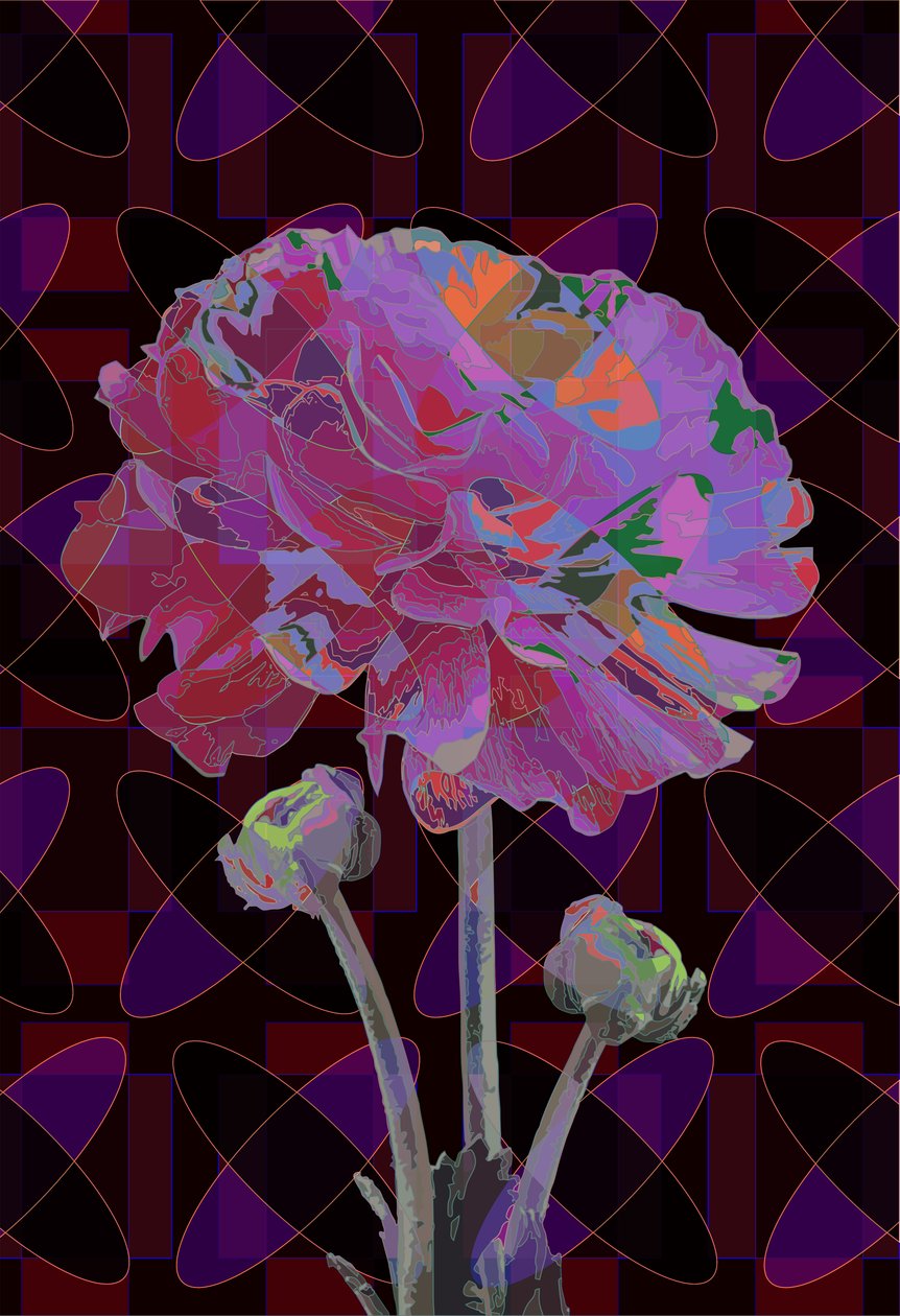 Nellik, 2019 af Scott J. Davis