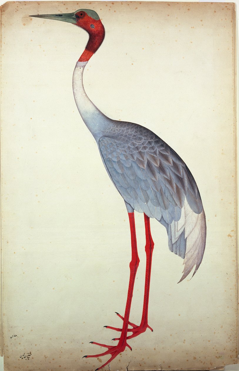 Sarus Crane, malet for Lady Impey i Calcutta, ca. 1780 af Shaikh Zain ud Din
