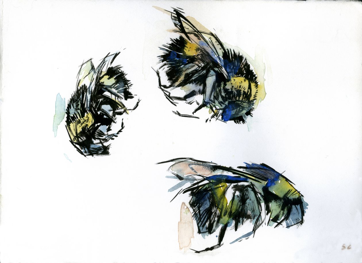 Bee Studies, 2024 (blæk på papir) af Shaun Carey