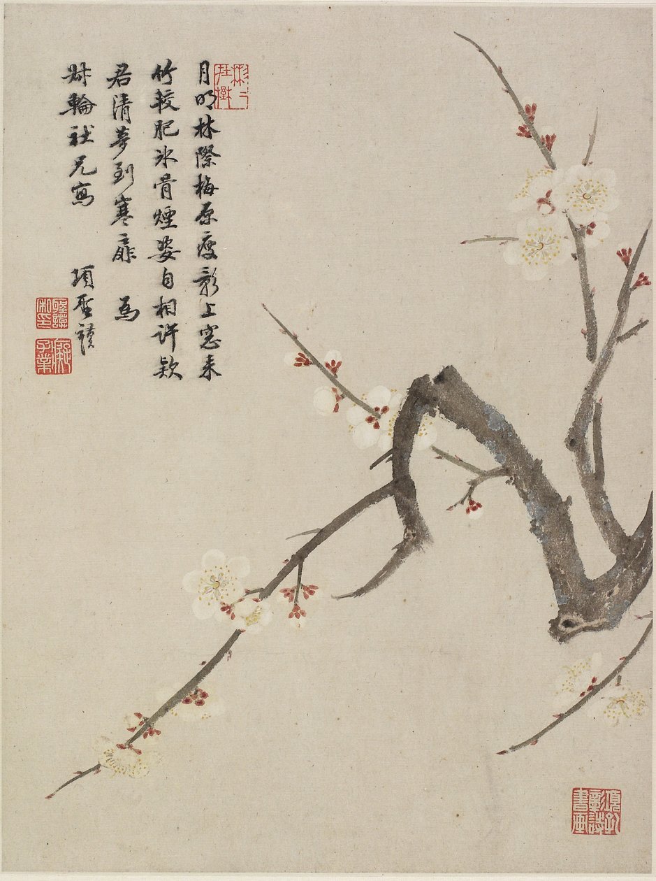 Blomstrende blomme fra et blomsteralbum med ti blade, 1656 (blæk og farve på papir) af Shengmo Xiang