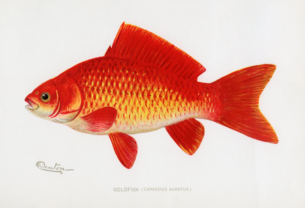 Guldfisk (Carassius auratus) af Sherman Foote Denton