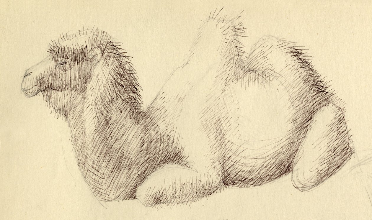 Kamel, c1951. af Shirley Markham
