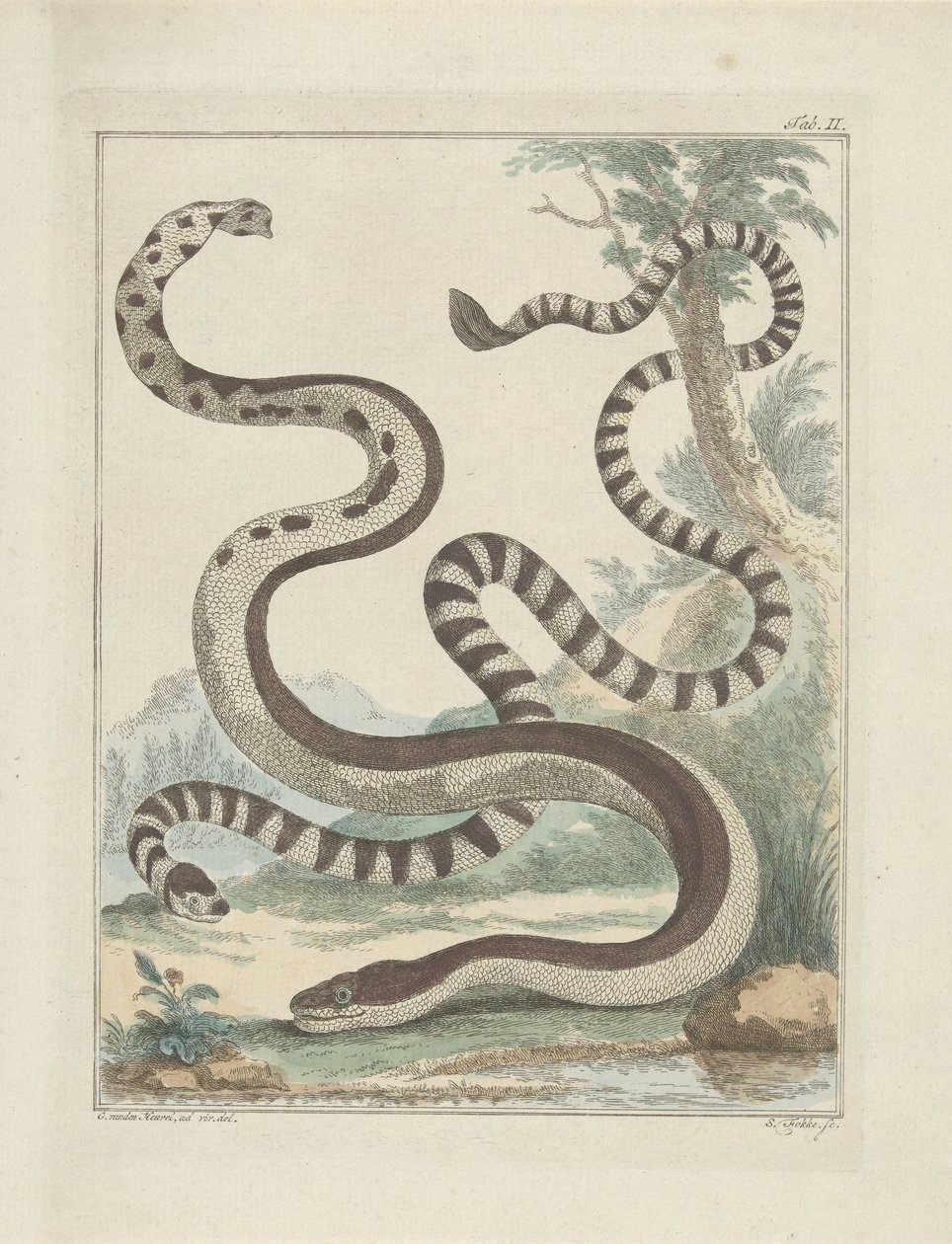 fladhale slanger af Simon Fokke