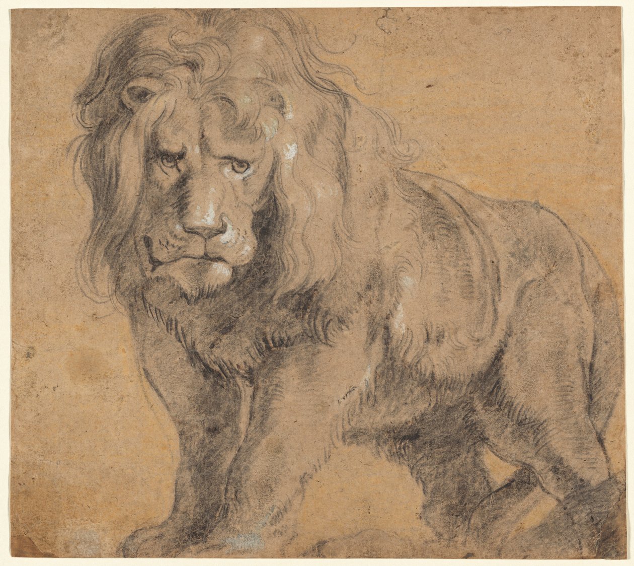 Løve af Sir Peter Paul Rubens