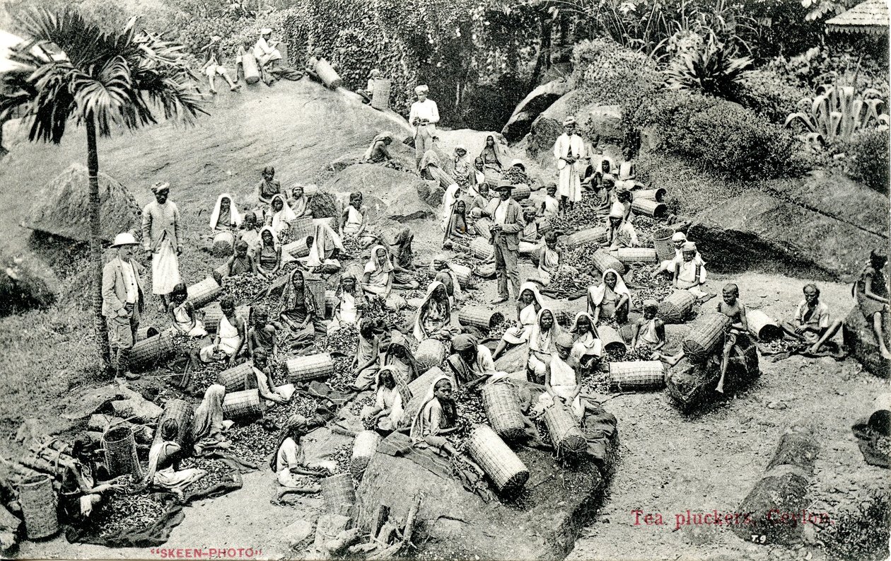 Te-plukkere, Ceylon, ca. 1900-1930 af Skeen and Co.