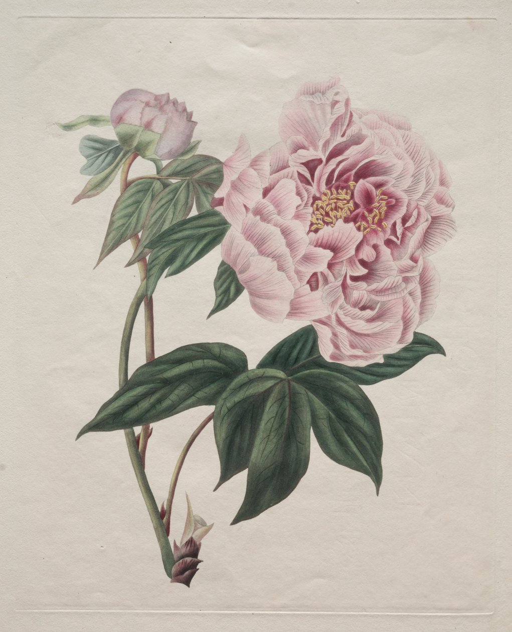 Kinesisk træpæon (Paeonia suffruticosa) af Smith