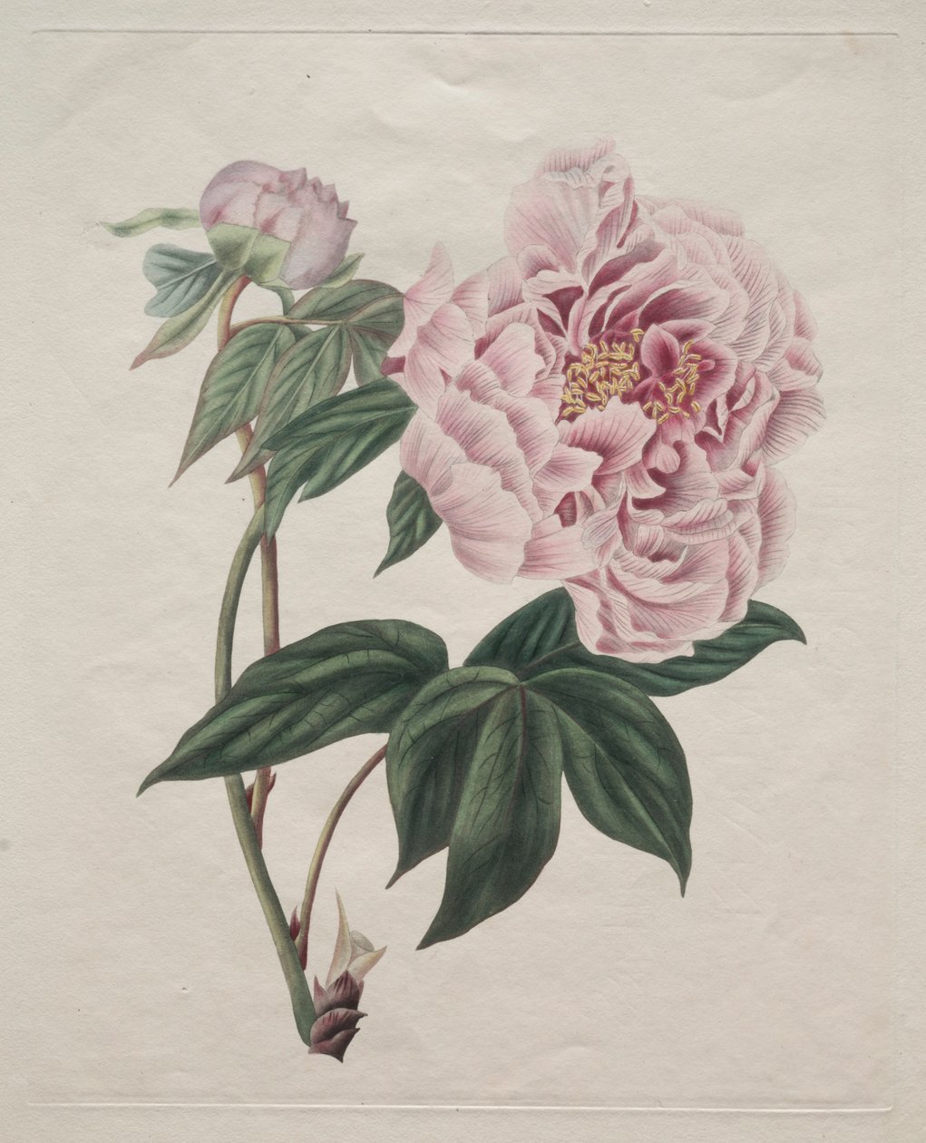 Kinesisk træpæon Paeonia suffruticosa, ca. 1820. af Smith