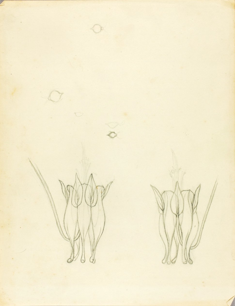 Akacier af Solon H. Borglum
